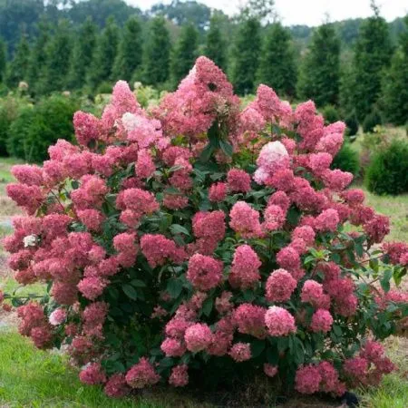 Гортензия метельчатая Мэджикал Файер