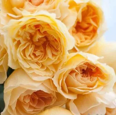 Роза грандифлора Рикохотару (Rikuhotaru)