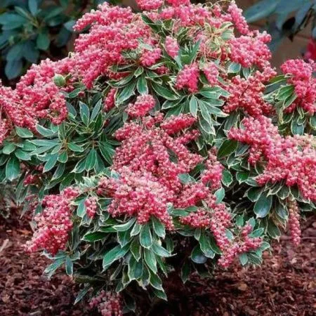 Пиерис Японский Полар Пешн