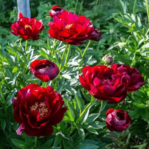 Пион молочноцветковый Бакай Белл