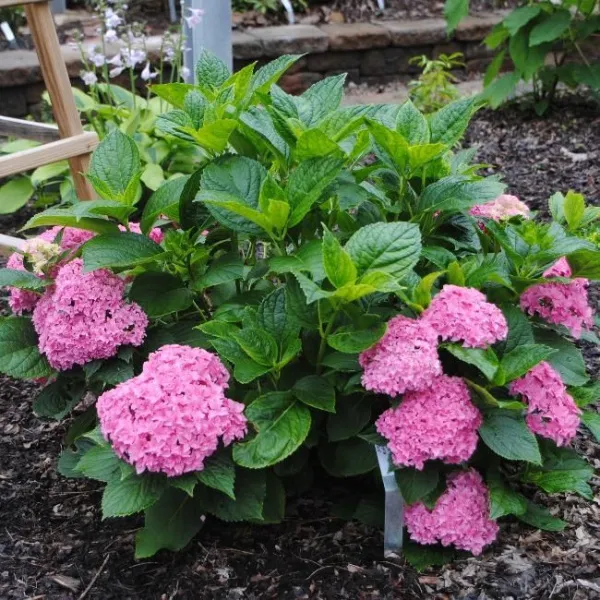 Гортензия крупнолистная Ю энд Ми Перфекшен