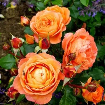 Роза флорибунда Феникс (Phoenix)