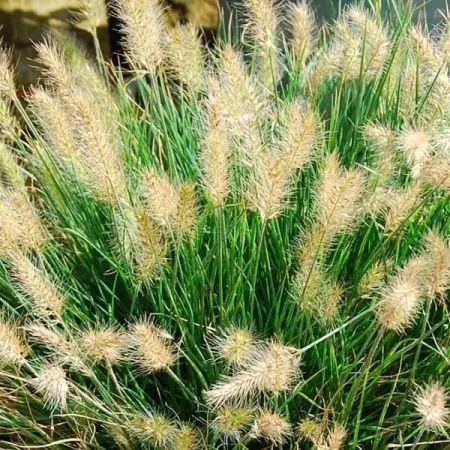 Пеннисетум Лисохвостный Литл Ханни