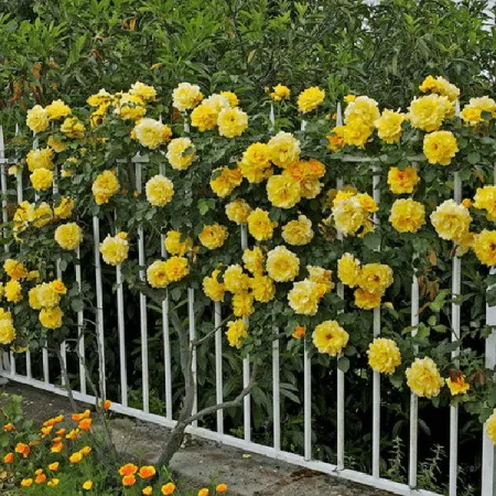 Роза плетистая Казино (Casino)