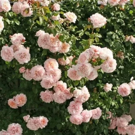 Роза плетистая Роз де Толбиак (Rose de Tolbiac)