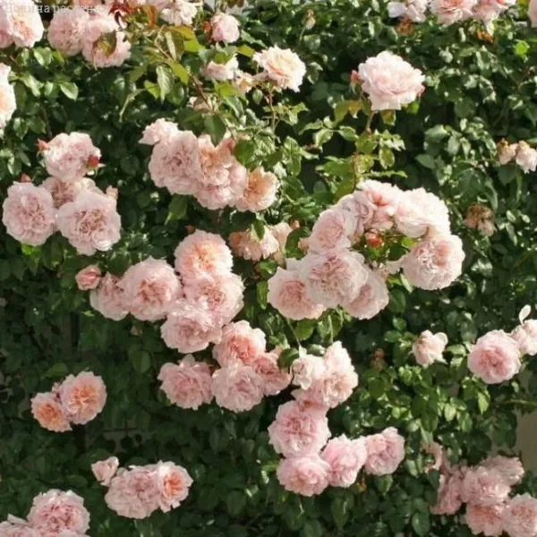 Роза плетистая Роз де Толбиак (Rose de Tolbiac)