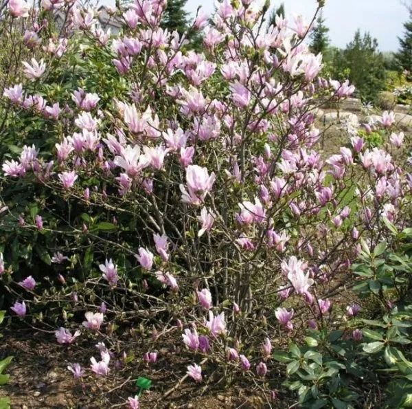 Магнолия Джордж Генри Керн