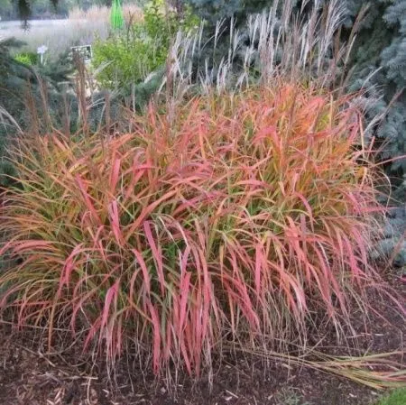 Мискантус Пурпуресценс