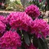 Рододендрон  Олд Порт