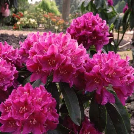 Рододендрон  Олд Порт