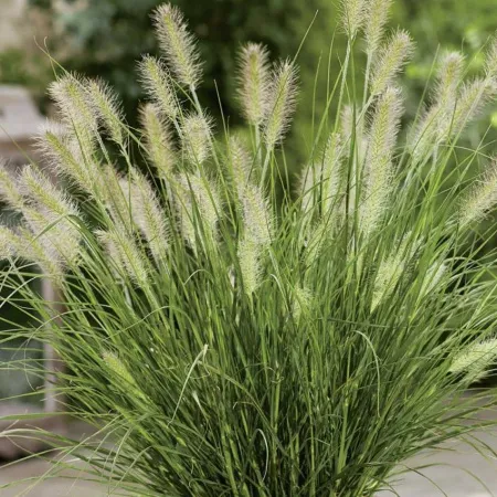 Пеннисетум обыкновенный