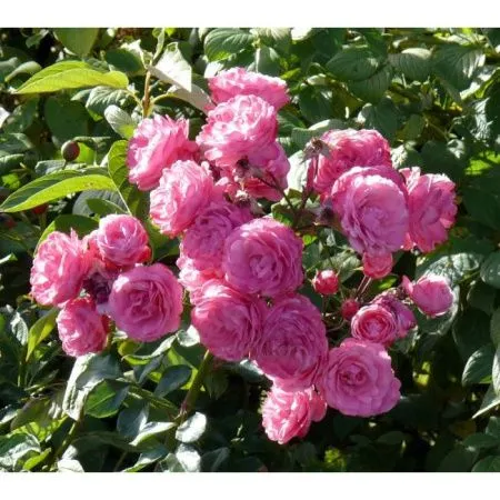 Роза плетистая Чаплинз Пинк (Chaplin's Pink)