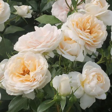 Роза флорибунда Лионс Роз (Lions Rose)