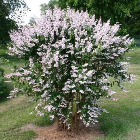 Дейция шершавая Плена