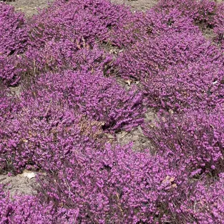 Эрика травянистая Челленджер