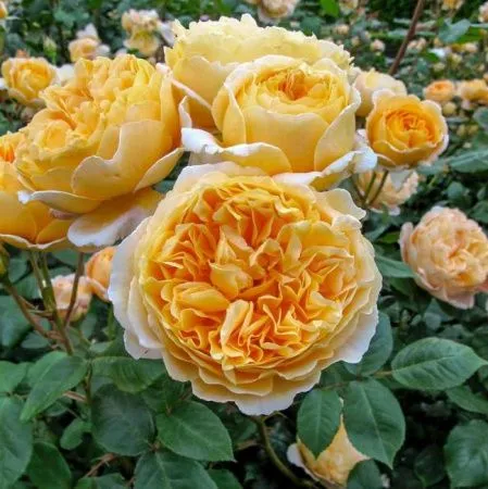 Роза срезочная Беатрис (Beatrice)