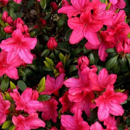 Азалия (рододендрон) Викс Скарлет