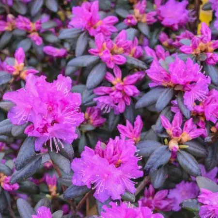 Рододендрон П.Дж.М. Элит