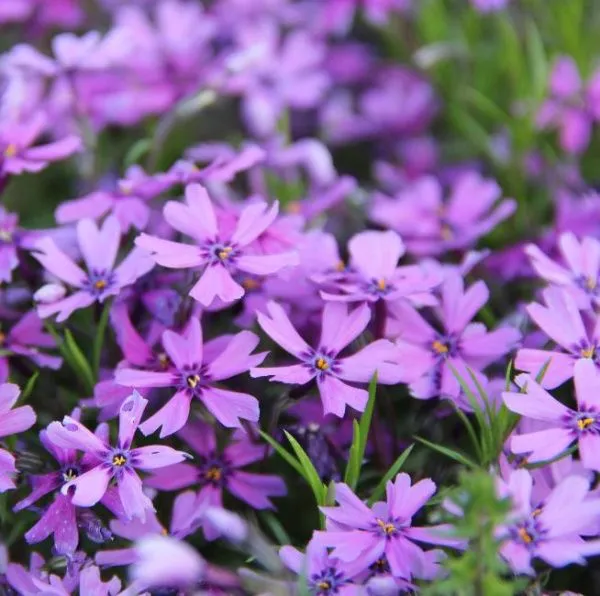 Флокс шиловидный Перпл Бьюти