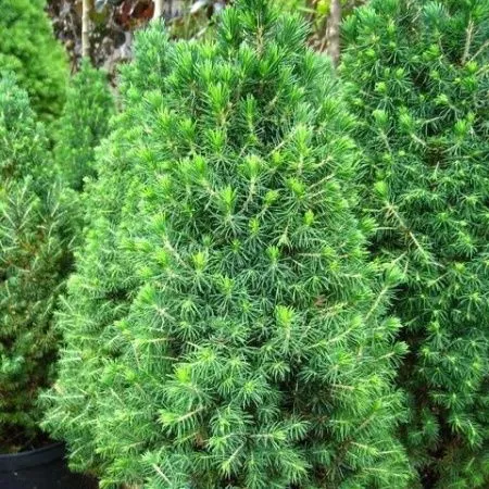 Ель канадская Пикколо