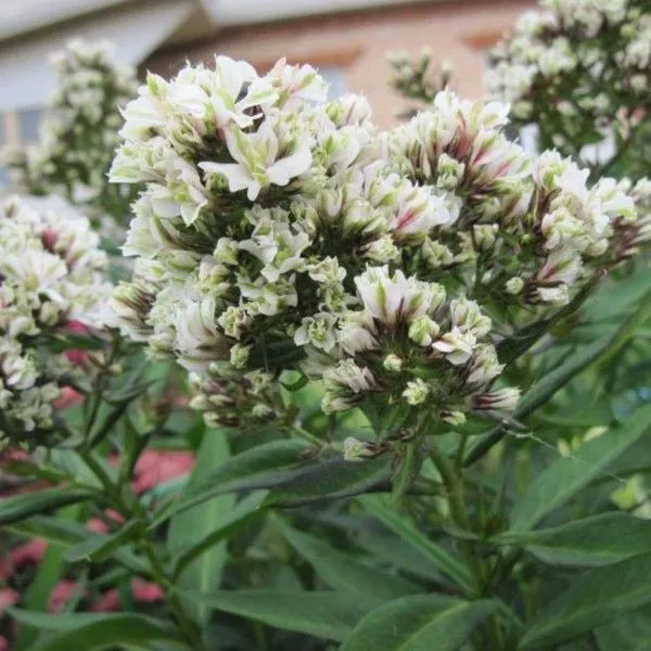 Флокс метельчатый Дабл Пьюр Филингс