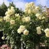 Роза клаймбер Эльф (Elfe)