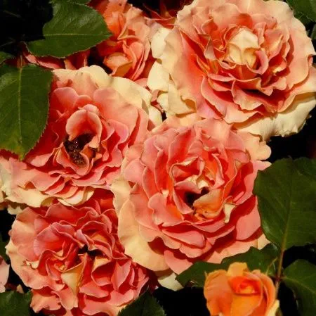 Роза флорибунда Сунита (Sunita)