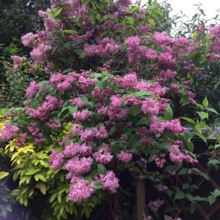 Дейция гибридная Стравберри Филдс