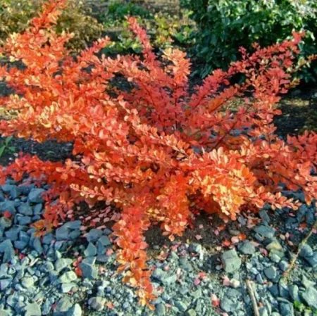 Барбарис Тунберга Оранж Карпет