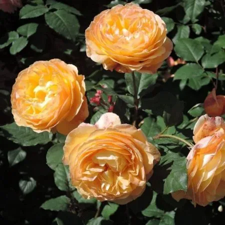 Роза шраб Велл Бинг (Well Being)