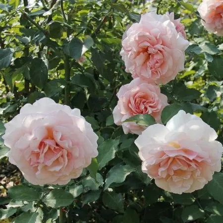 Роза чайно-гибридная Роберто Капуччи (Roberto Capucci)