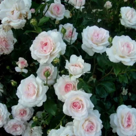 Роза шраб Бремер Штадтмузикантен (Bremer Stadtmusikanten)