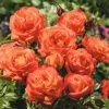 Роза флорибунда Оранж Сента (Orange Senta)