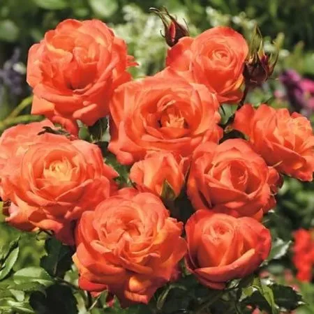 Роза флорибунда Оранж Сента (Orange Senta)