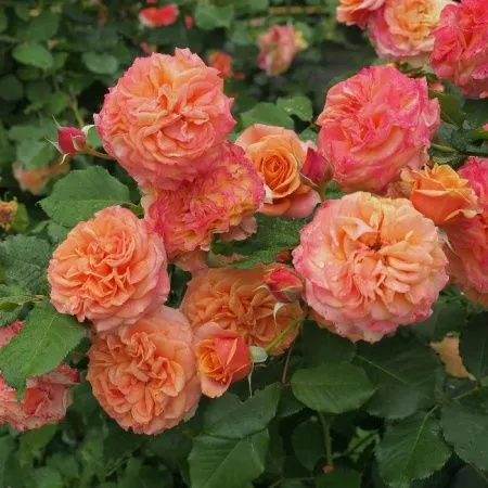 Роза шраб Ла Вилла Котта (La Villa Cotta)