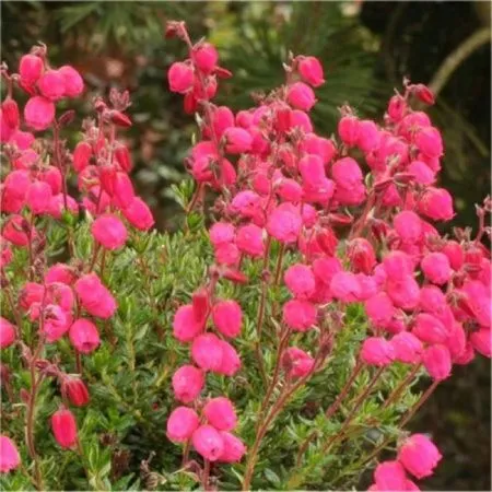 Дабеция кантабрийская Ангелина