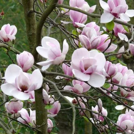 Магнолия Суланжа Пикард Сандей