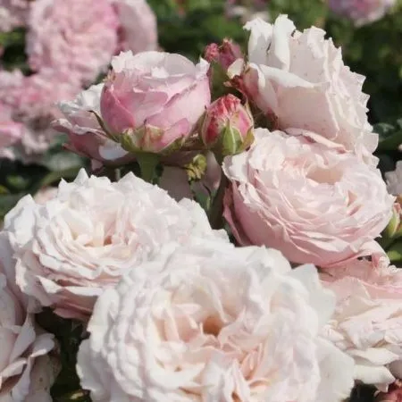 Роза флорибунда Кордес Розенфасцинацион (Kordes Rosenfaszination)