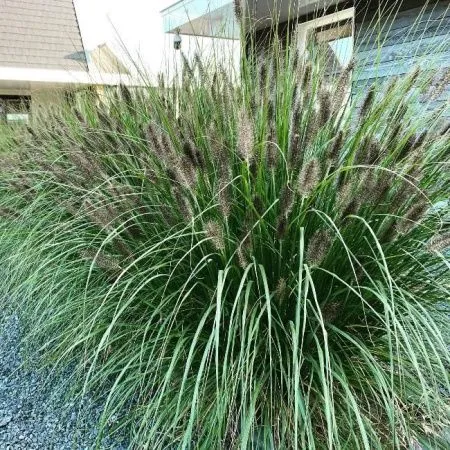 Пеннисетум Лисохвостный Блэк Алверни