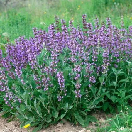 Шалфей Лекарственный