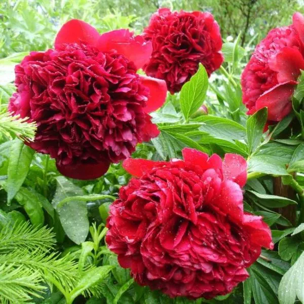 Пион Бордовый