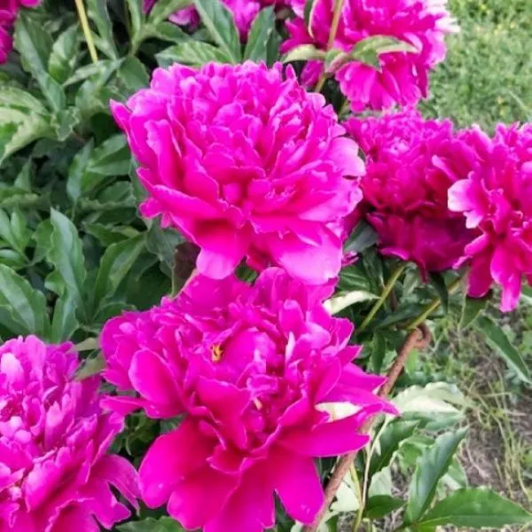 Пион Виктуар Де Ла Марн