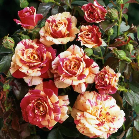 Роза чайно-гибридная Ванилла Фрайз (Vanille Fraise)