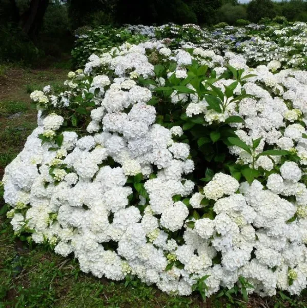 Гортензия крупнолистная Мадам Эмиль Мулье