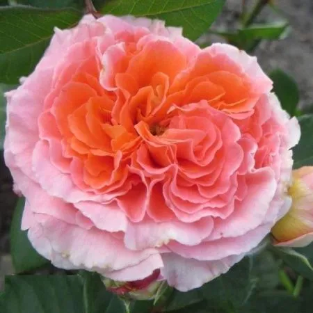 Роза шраб Мами Дитьер (Mamie Dittiere)