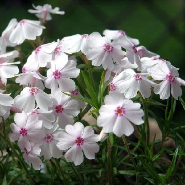 Флокс шиловидный Эмейзинг Грейс