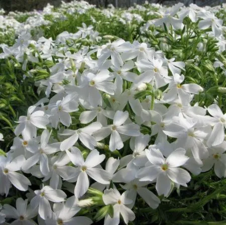 Флокс шиловидный Уайт Делайт