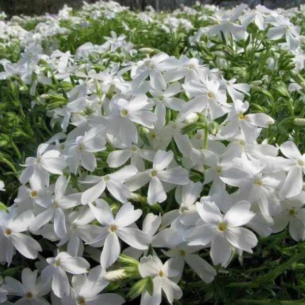 Флокс шиловидный Уайт Делайт