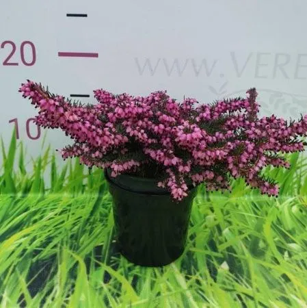 Эрика дарленская Крамерс Рот