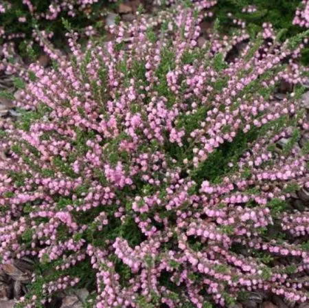 Вереск обыкновенный Дж.Х. Гамильтон